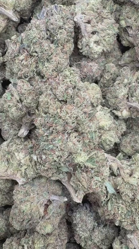Sherblato - Bulk - Hybrid