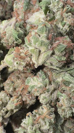 GMO Minis - Bulk - Minis (Indica)
