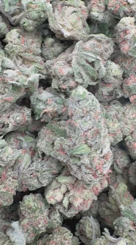 Razzberry Dream Minis - Bulk Minis - Indica