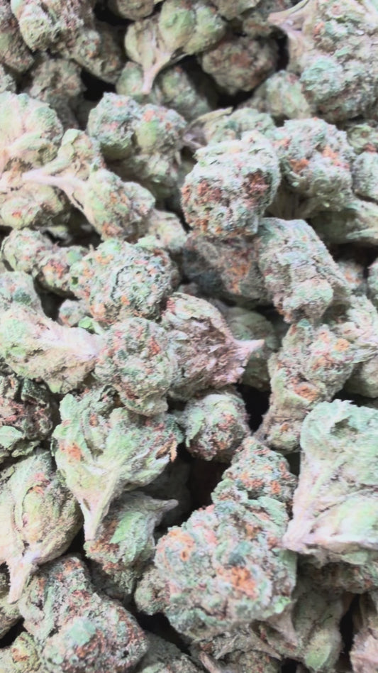 Gelatti Minis - Bulk Minis - Hybrid