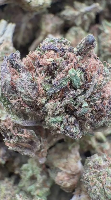 Super Jack Minis - Bulk Minis - Hybrid