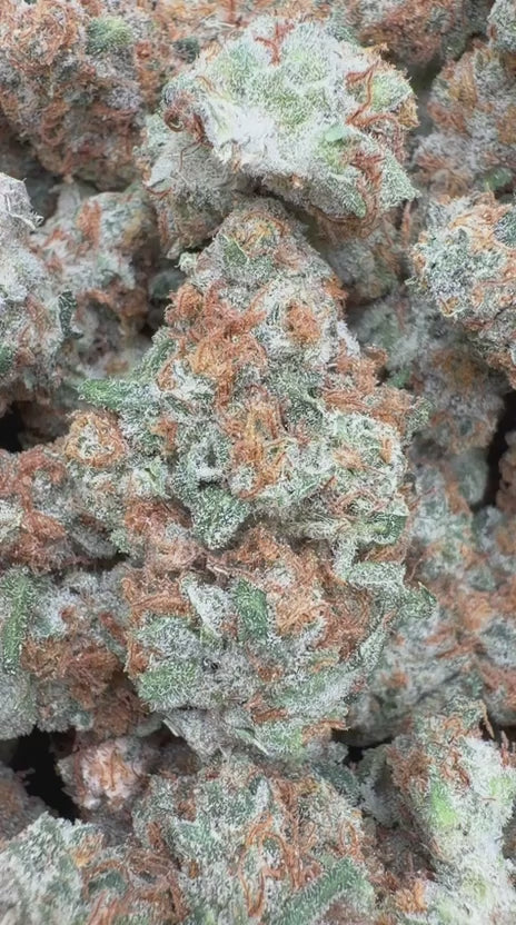 Papaya Runtz Indoor - Bulk - Hybrid