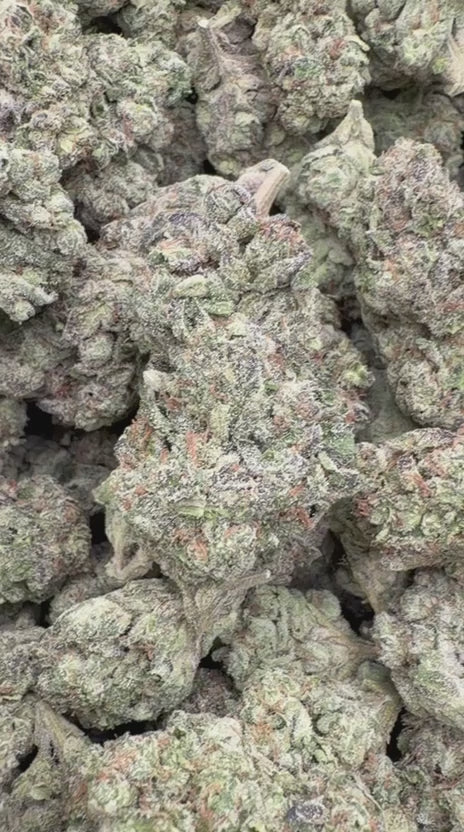 Modified Mintz - Bulk - Indica
