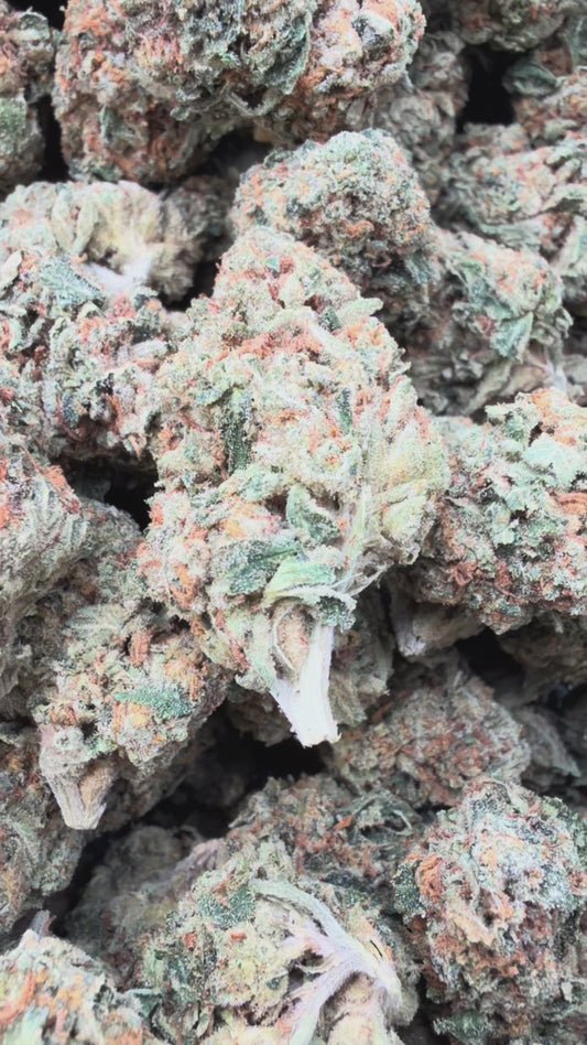 High Society - Bulk - Hybrid