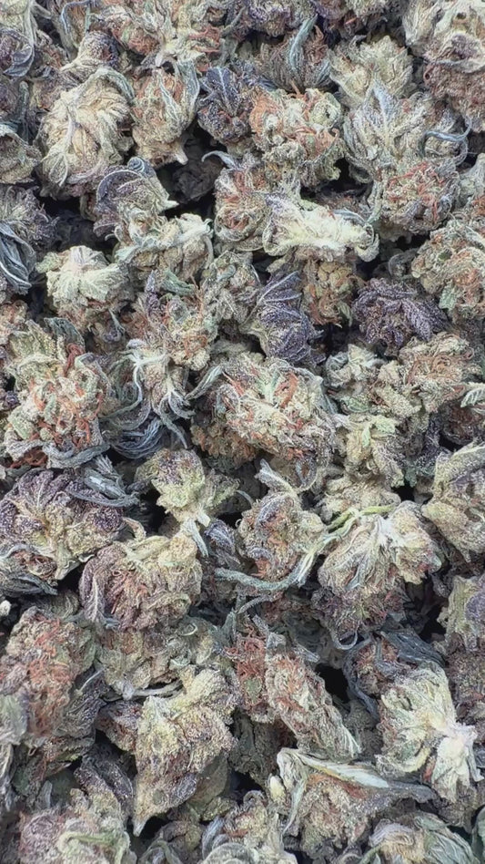 Night Shade Minis - Bulk Minis - Indica