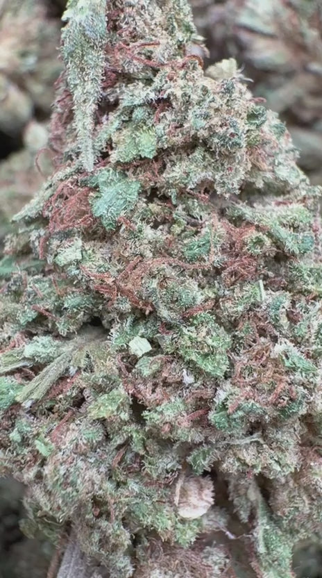 Trainwreck - Bulk - Hybrid