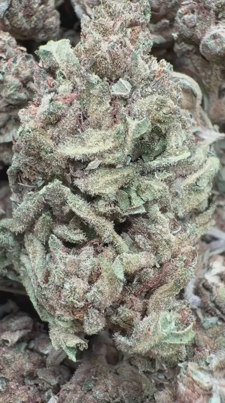Darth Vader - Bulk - Indica