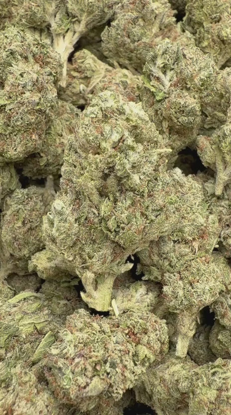Kush Mintz - Bulk - Hybrid