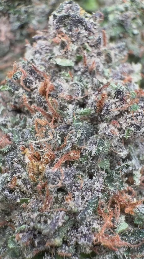 Hard Candy Indoor - Bulk- Indica