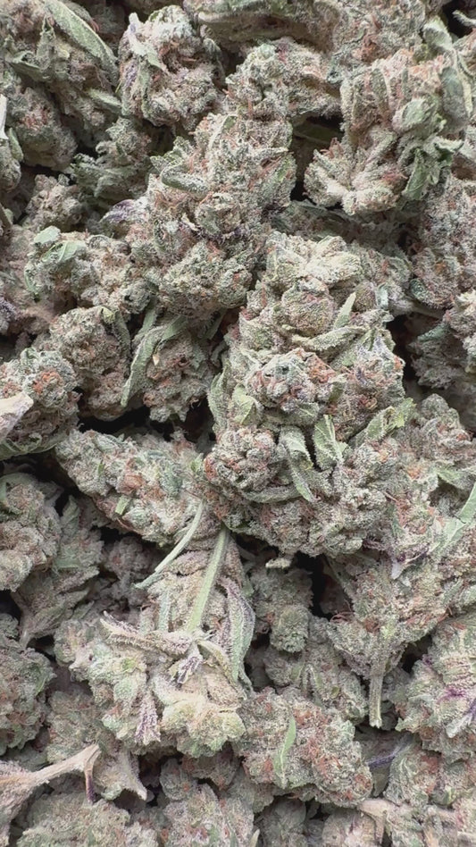 Zesty Parm - Bulk - Hybrid