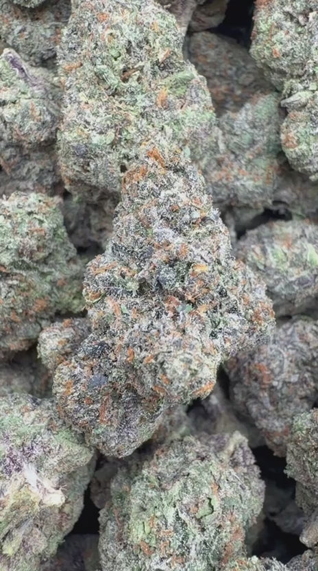 Biscotti Cake Indoor - Bulk - Hybrid