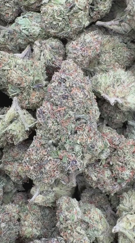 High Society - Bulk - Hybrid