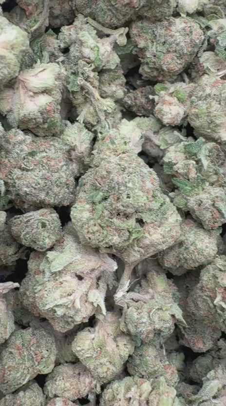 Wedding Cake Minis - Bulk Minis - Indica