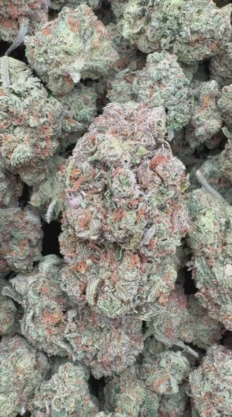 Jack Herer Indoor - Bulk - Sativa