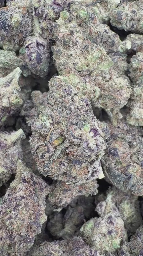 Donny Burger Indoor - Bulk - Indica