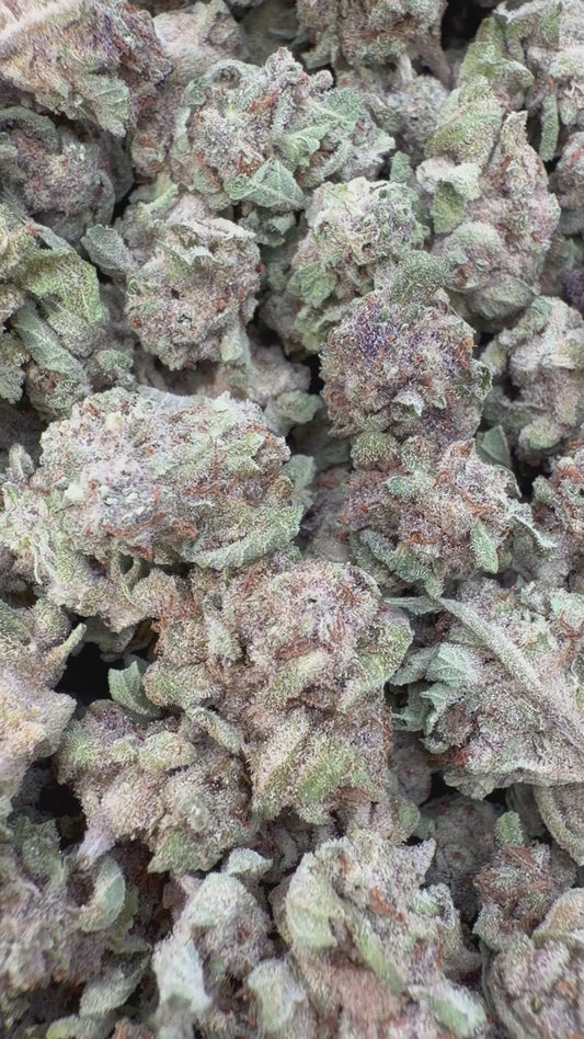 Sundae Driver Littles - Bulk Littles - Hybrid