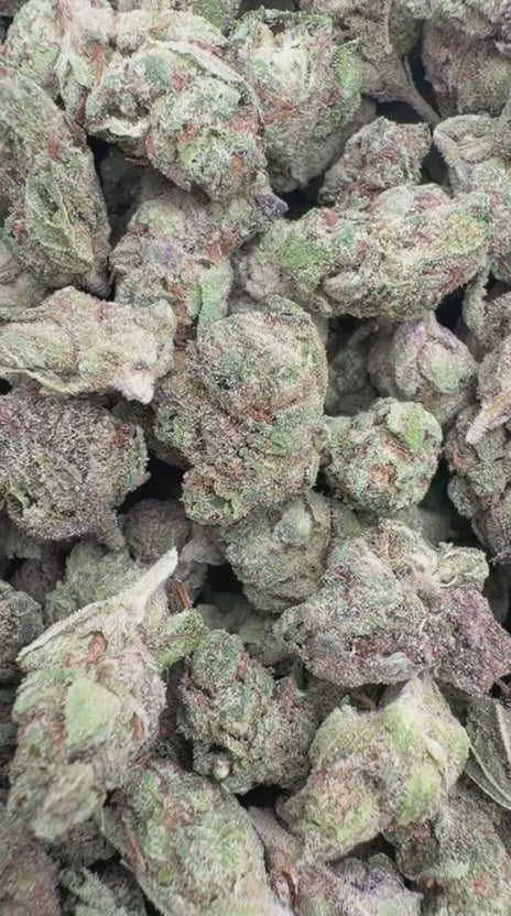 Gelato 33 Minis - Bulk Minis - Hybrid