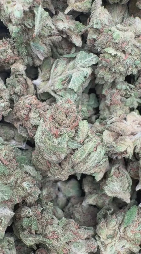 Durban Poison Minis - Bulk - Sativa