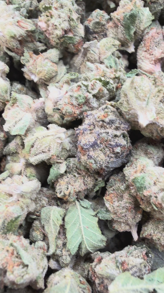 Jealousy Minis - Bulk Minis - Hybrid