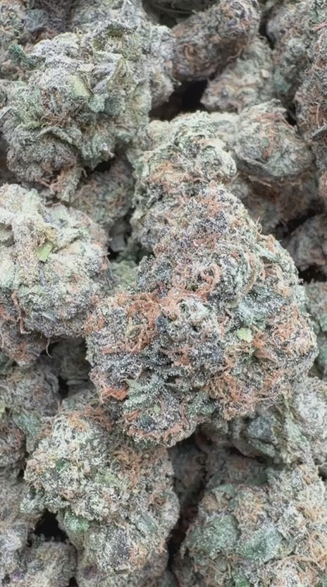 Candy Gas Indoor - Bulk - Hybrid