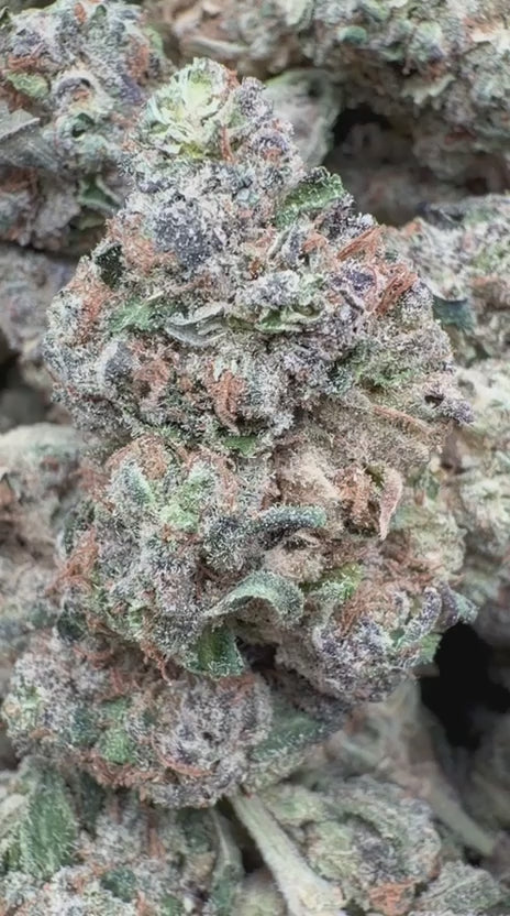 Jungle Gelato - Bulk - Indica