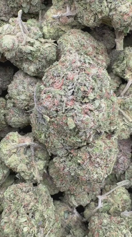 Lemon Cherry Biscotti - Bulk - Hybrid