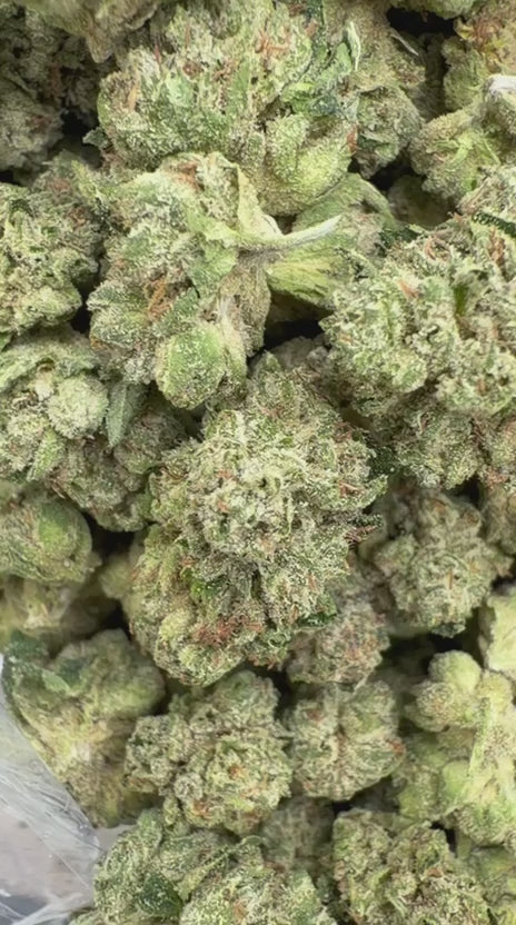 Skywalker OG Indoor Minis - Bulk - Minis (Indica)