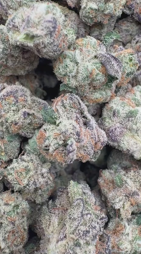 Gastro Bomb Indoor Minis - Bulk Minis - Indica