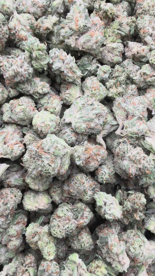 GMO Minis - Bulk Minis - Indica