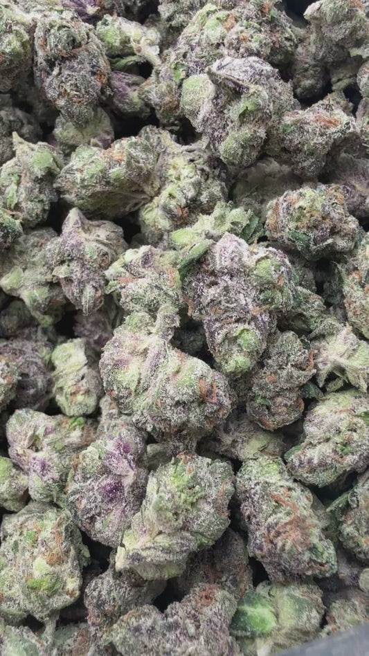 Lemon Cherry Gelato Indoor Minis - Bulk Minis - Hybrid