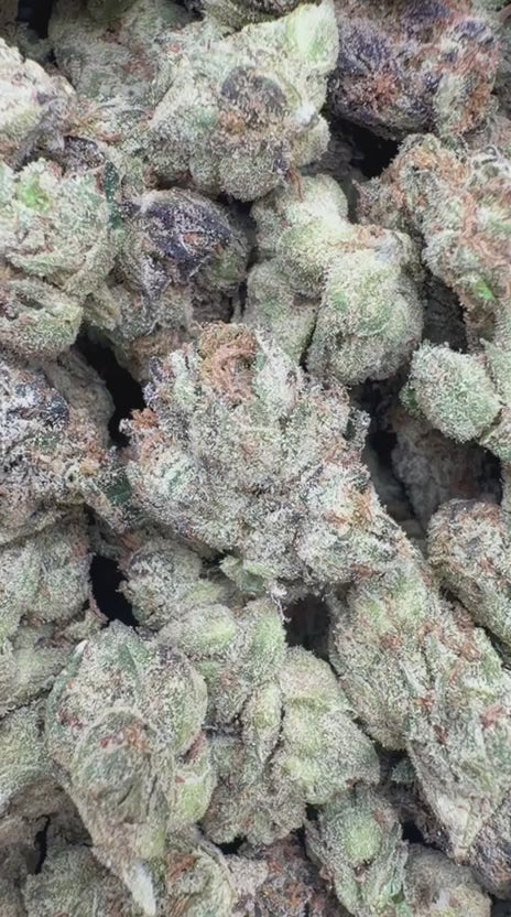 Gas Face Indoor Minis - Bulk Minis - Indica
