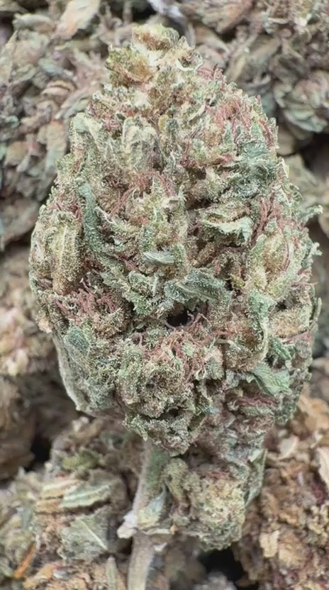 24K Gold - Bulk - Indica