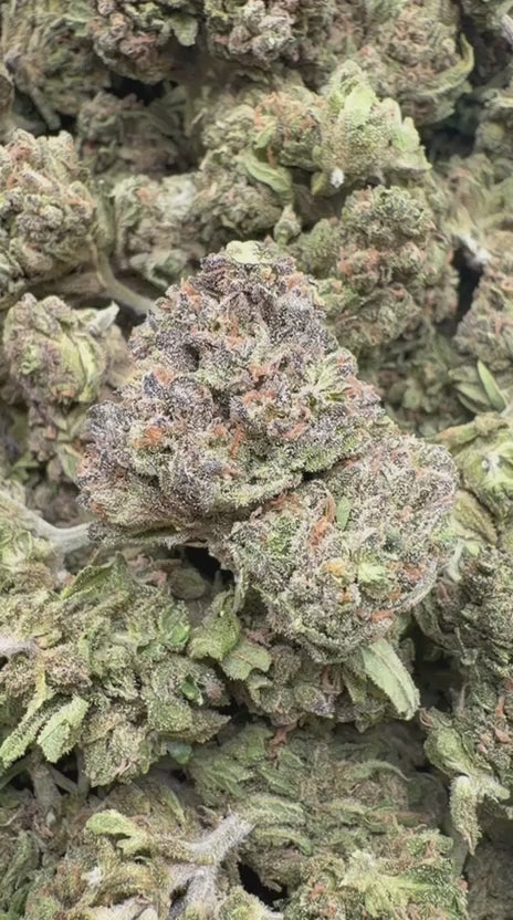 Hash Plant - Bulk- Indica