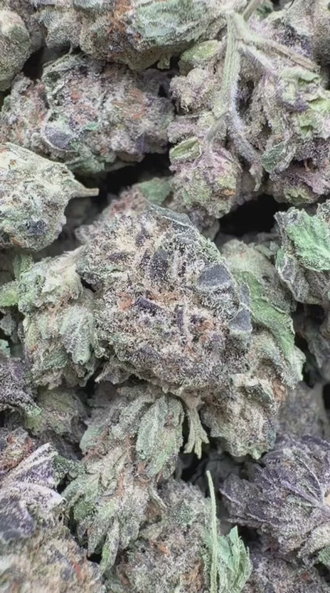 Purple Hindu Minis - Bulk Minis - Indica
