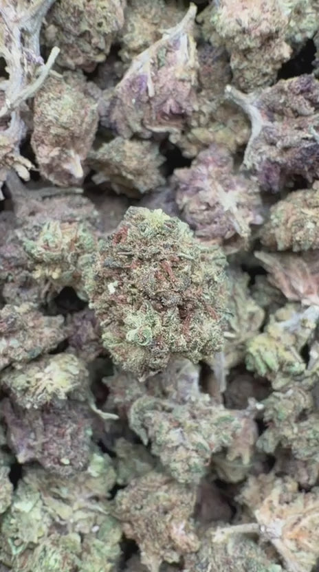 Sour Diesel Minis - Bulk Minis - Sativa