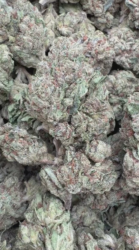 Josh D OG - Bulk- Indica
