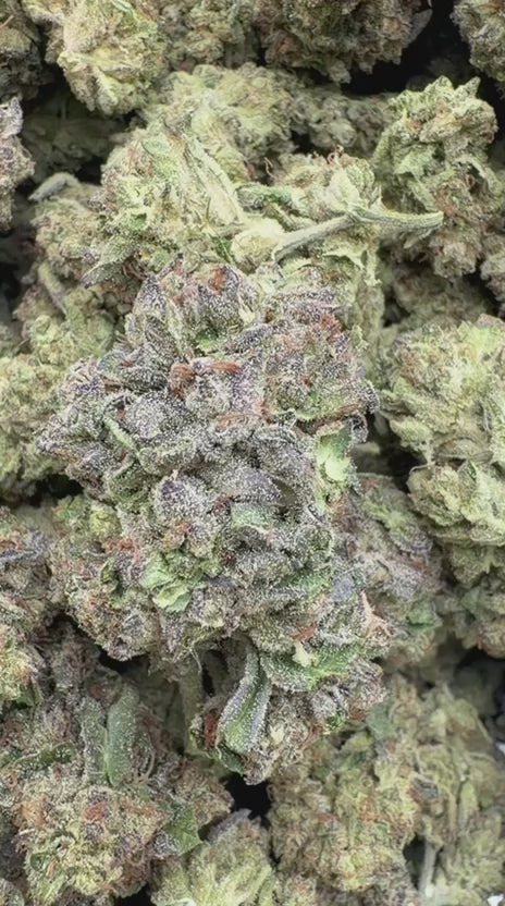 Jealousy - Bulk - Hybrid