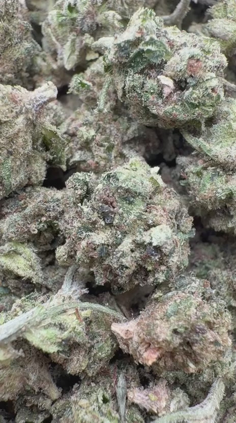Orange Creamsicle Minis - Bulk Minis - Sativa