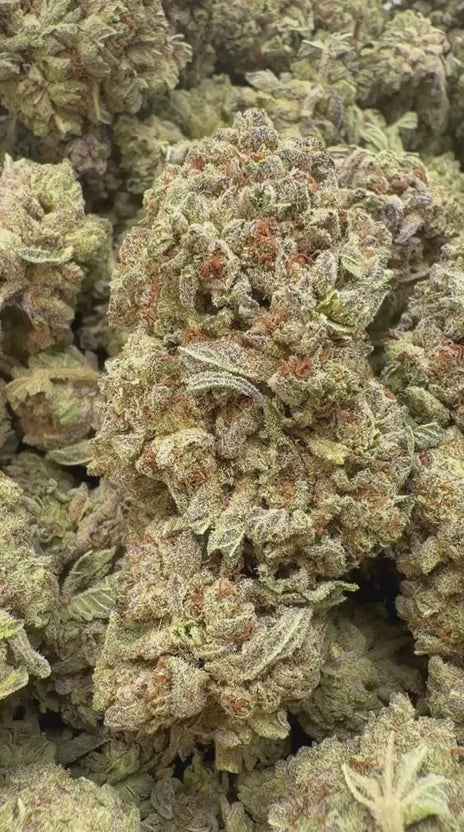 London Pound Cake 97 - Bulk - Indica
