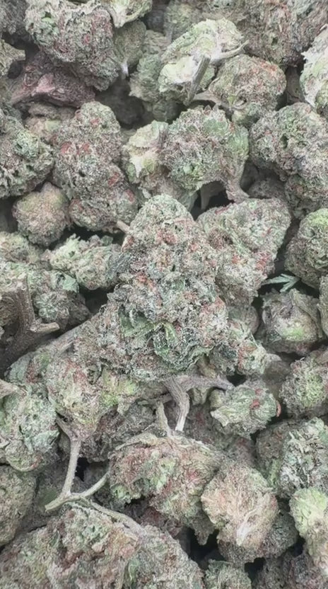 White Nerds Minis - Bulk Minis - Hybrid