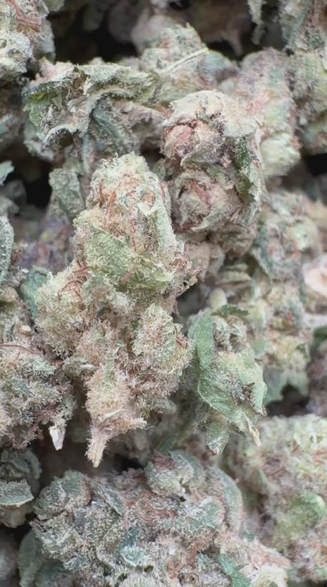 Berry White Minis - Bulk MInis - Hybrid