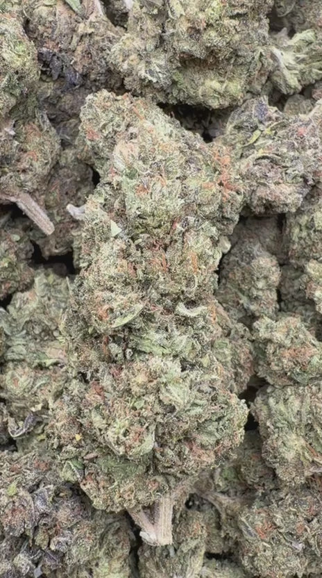 Double Runtz - Bulk - Hybrid