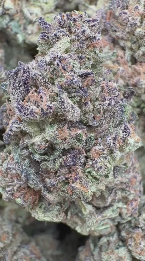 Durban Mintz - Bulk - Indica