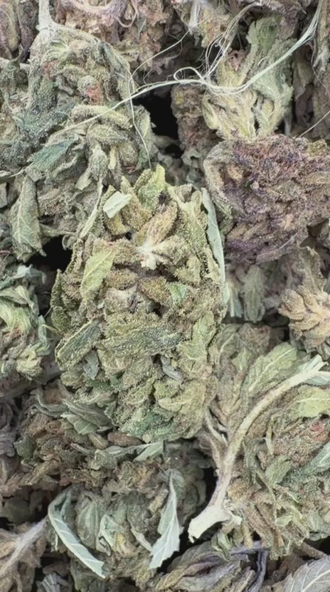 Night Shade - Bulk - Indica