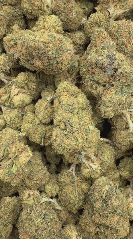 Gumbo - Bulk - Hybrid
