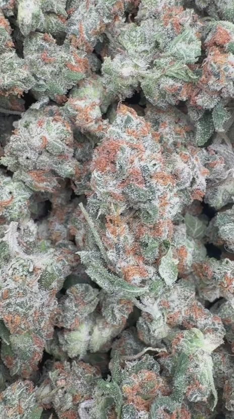 Papaya Runtz Indoor Minis - Bulk Minis - Hybrid