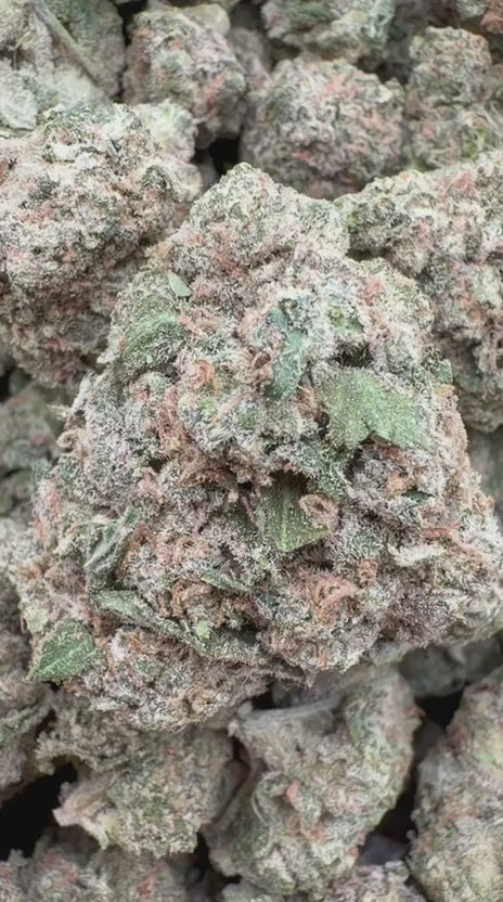 Blueberry Headband  - Bulk - Hybrid