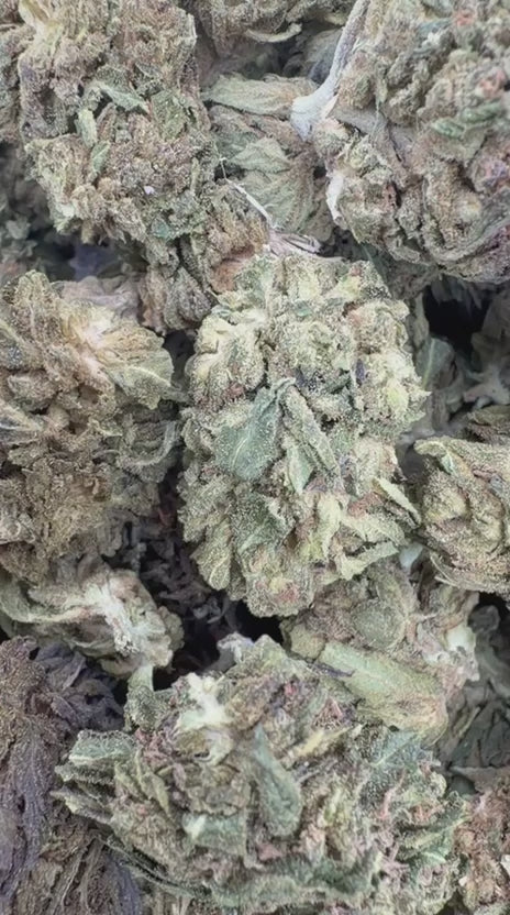 White Gelato - Bulk - Indica