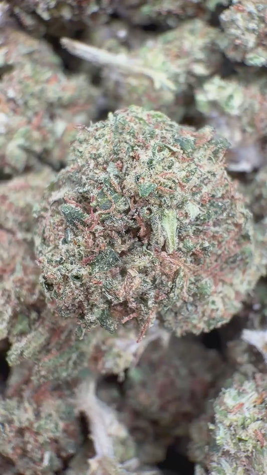 Purple Diesel Minis - Bulk Minis - Hybrid