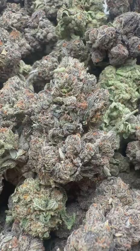 Blueberry Headband Indoor - Bulk - Hybrid